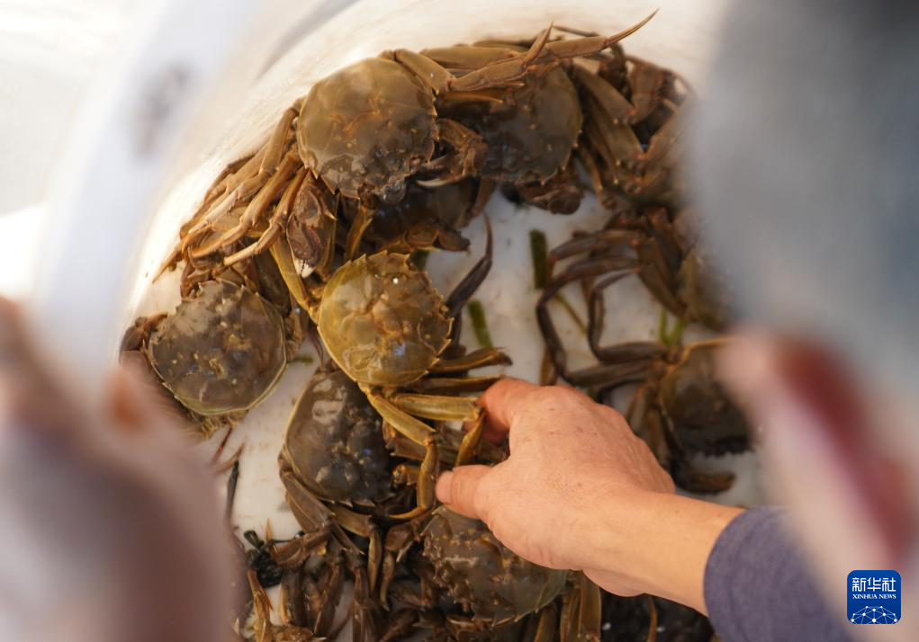 10月28日，蟹农在大通湖区河坝镇分拣刚打捞上来的大闸蟹。新华社记者 戴明轩 摄