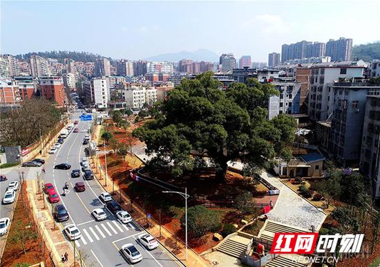 古樟游园。