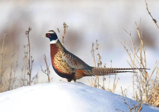 二十四节气|今日小寒，心暖是故乡