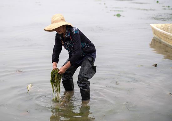 安乡县安丰乡珊珀湖附近村民在清理水中杂草（5月13日摄）。