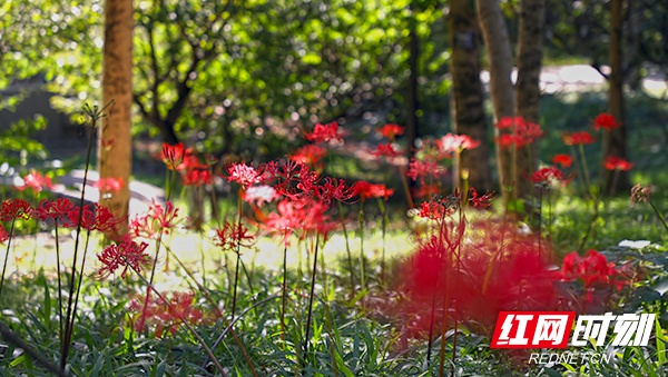 省植物园内，美丽的石蒜也已盛开。