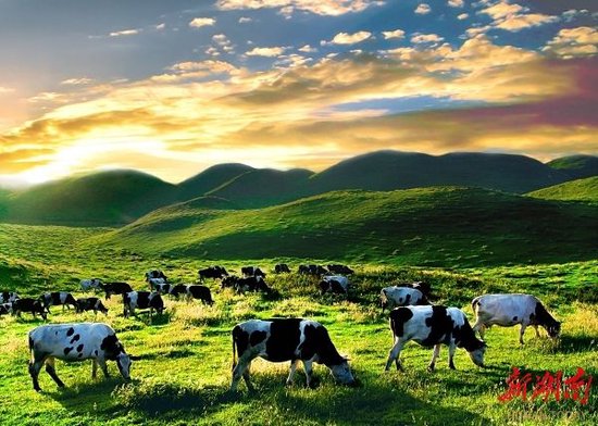 南山牧场美丽风景。