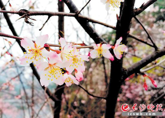 望月公园内的早樱正逐渐盛开,春风吹过,花香扑鼻。