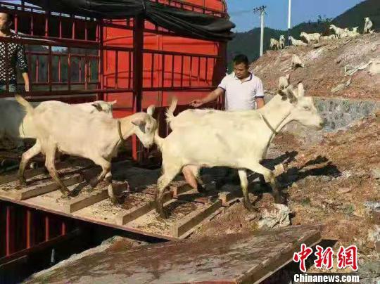 湖南城步县引进51只澳大利亚纯种萨能奶山羊。城步县宣传部供
