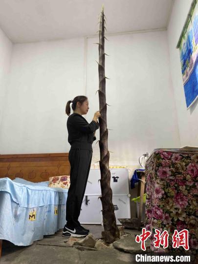 莫小艳的宿舍里,一竹笋破土而出。 莫小艳 摄