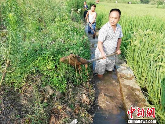 湖南辰溪村民自发疏通水渠为抗旱做准备。　米承实 摄