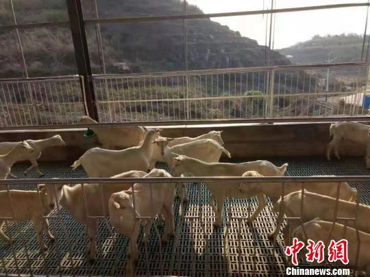 澳大利亚纯种萨能奶山羊每只年产奶量800至1200千克。城步县宣传部供