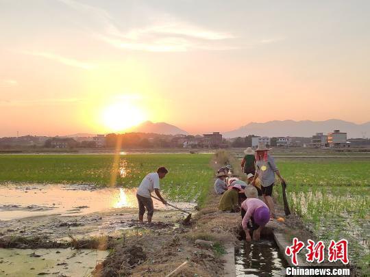 宋桥村村民在夕阳下插秧。　王昊昊 摄