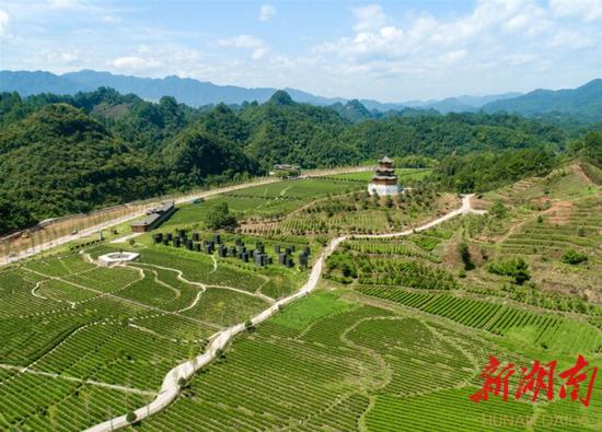 （8月12日，沅陵县官庄镇界亭驿村，标准化茶园、研学采摘基地、老茶园、游步道等一应俱全。 ）