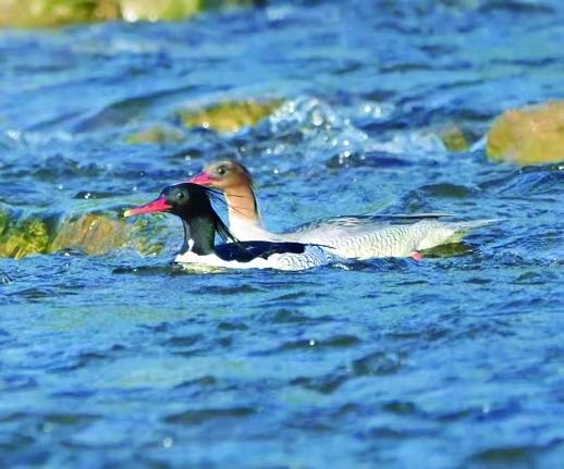 中华秋沙鸭现身日月湖国家湿地公园。受访者 供图