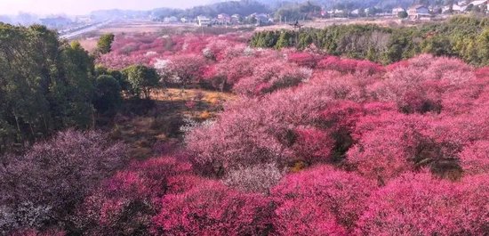 限时“梅”景!岳阳赏梅攻略来了