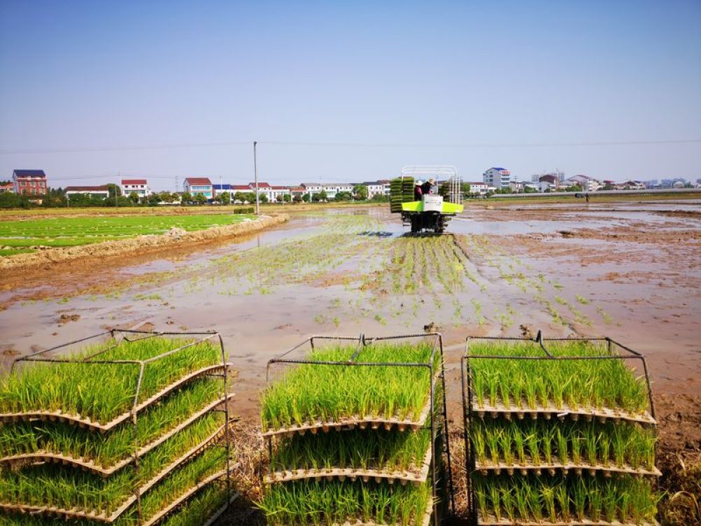  4月16日拍摄的湖南汨罗市古培镇南环村一处早稻机器抛秧现场。新华社发（李俭梅 摄）
