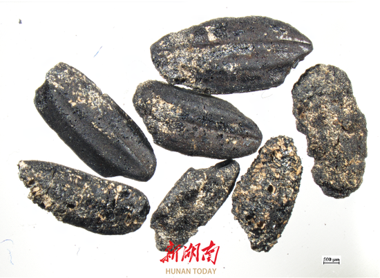 李家岗遗址灰坑中浮选出的炭化稻米