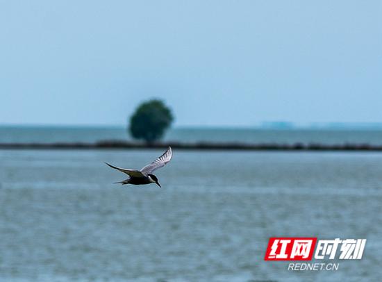 观测到的须浮鸥。