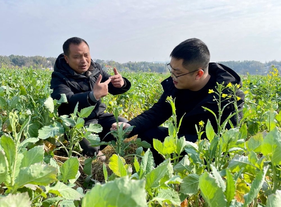 李俊德（左一）和金薮乡副乡长童虎军（右一）一起仔细端详、研究油菜长势。新华社记者苏晓洲 摄