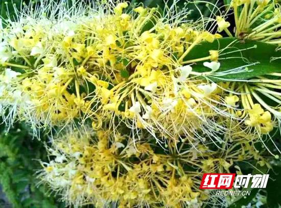 金银花变成了“致富花”。