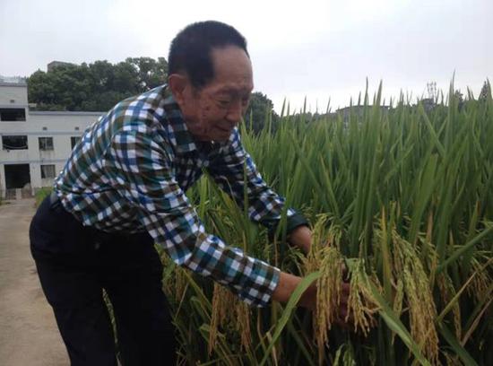 湖南杂交水稻研究中心研究员辛业芸摄