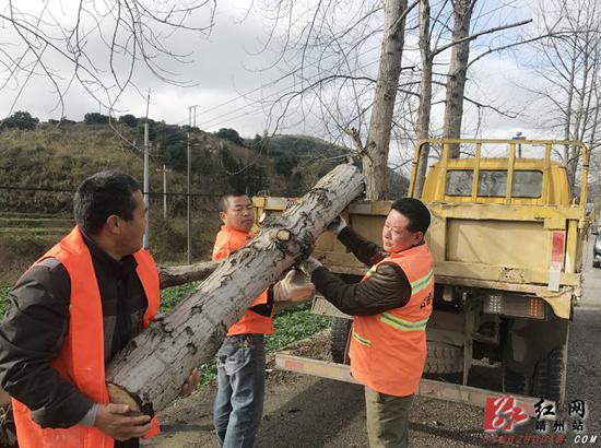 迅速清理倒伏树木，确保公路路面畅通。