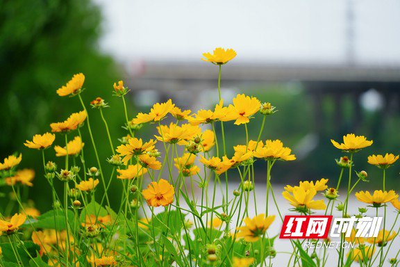 连绵的金鸡菊绚烂绽放。