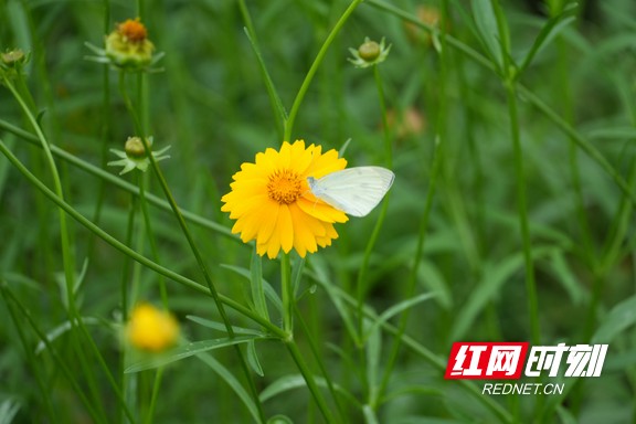 蝴蝶在花间穿梭,构成灵动的水岸生态画卷。