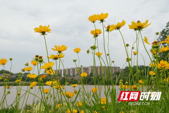 金鸡菊花枝柔软、颜色绚丽。