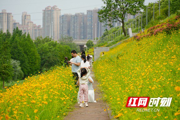 众多市民被花海吸引。