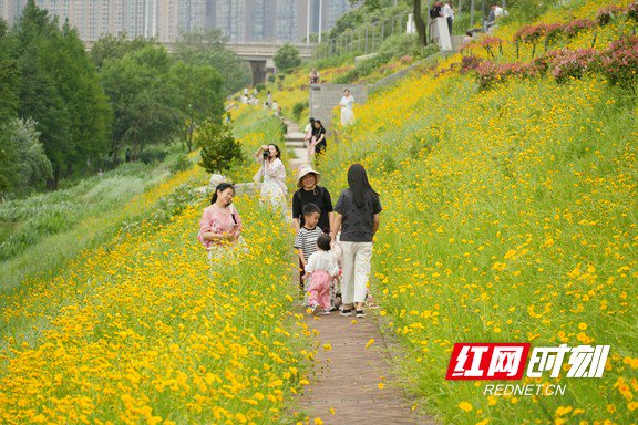金灿灿的花海已成网红打卡点。