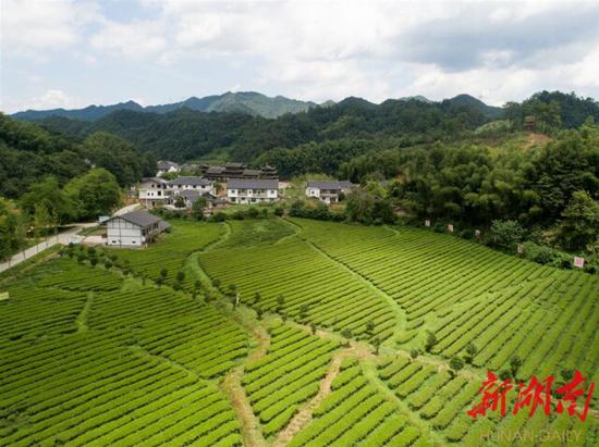 (8月12日,沅陵县官庄镇界亭驿村,漂亮的茶园和整洁的房屋。)