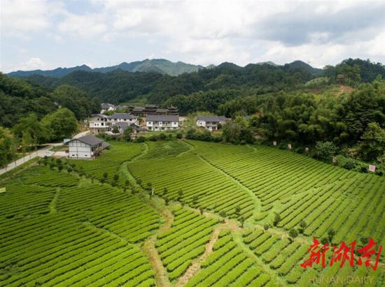 （8月12日，沅陵县官庄镇界亭驿村，漂亮的茶园和整洁的房屋。）