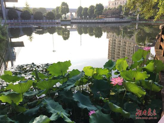 今天清晨，长沙天心区一小区内荷叶田田。 摄影：谭萍