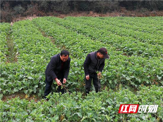 沈昌健在油菜地扯杂草，为油菜生长支招。