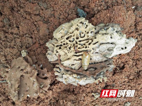 “胖乎乎”蚁后被生擒！南岳林场捣毁百年白蚁巢穴