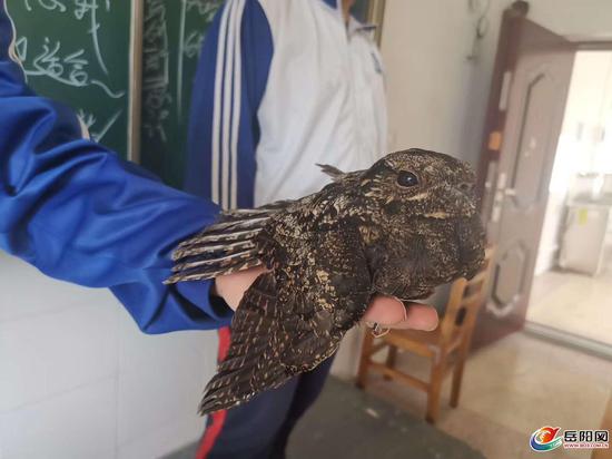 学生捡到怪鸟不吃不喝还很凶？原来是夜鹰