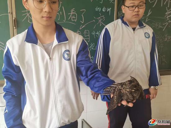学生捡到怪鸟不吃不喝还很凶？原来是夜鹰
