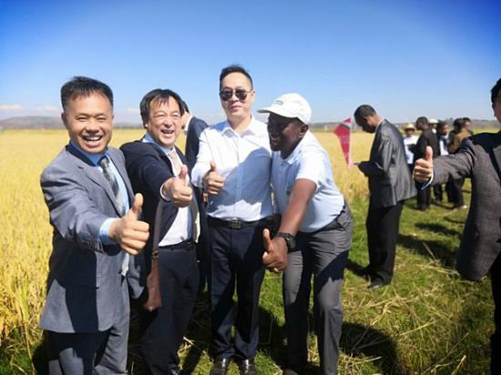中国专家在马达加斯加杂交水稻试验田测产。(受访者供图)
