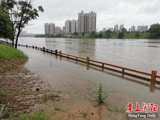 ▲陡涨江水已没及环岛亲水木栈道扶栏的顶部