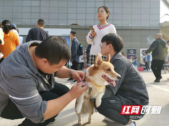 　工作人员为小狗安装带有GPS定位的电子牌。