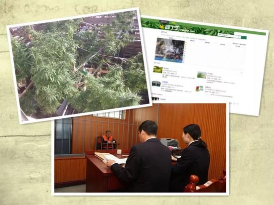 左上：警方查获的大麻；右上：“ 园丁丁 ” 论坛页面；下图：检察官提讯嫌疑人