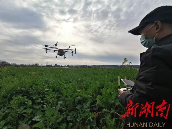 (2月18日,桃源县浔阳街道福庆山村油菜基地,技术人员操控无人机开展飞防(飞行防控病虫害)作业。 湖南日报·新湖南客户端记者 鲁融冰 通讯员郭鲲 摄影报道)