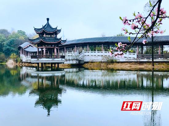 3月12日，岳麓山上春光明媚，花开正好。