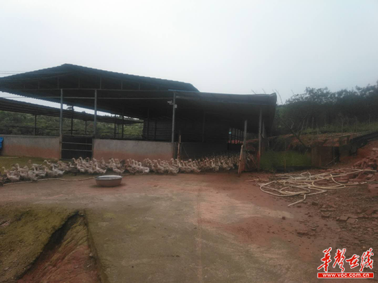 信息化■【信息化助农行动】衡阳市衡南县:万余枚鸭蛋找出路