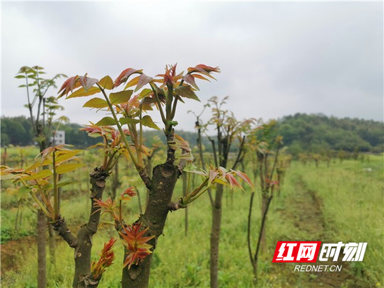 椿芽勃发,一簇簇顶在枝头