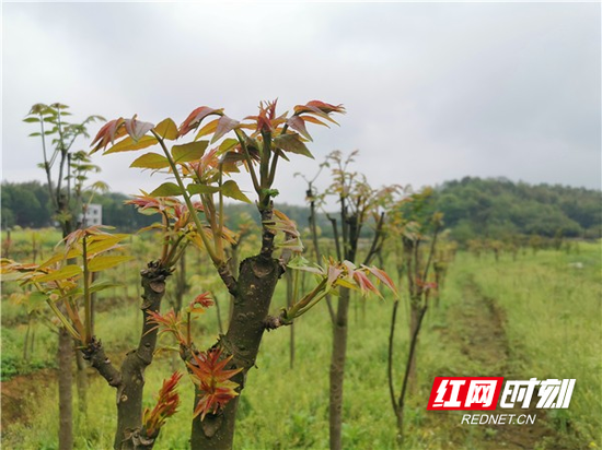 　椿芽勃发，一簇簇顶在枝头