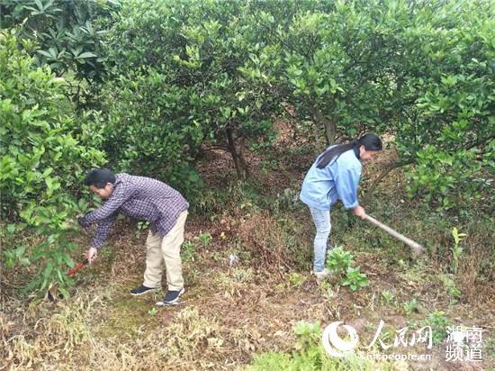 　　邓爱平夫妻俩，在打理冰糖橙果树。受访人供图