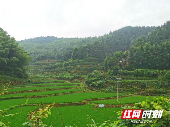 初夏,环洞村里的良田被青山环绕,充满了勃勃生机。