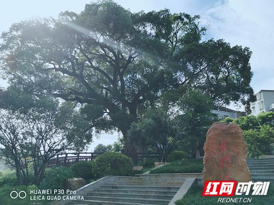 古樟游园。
