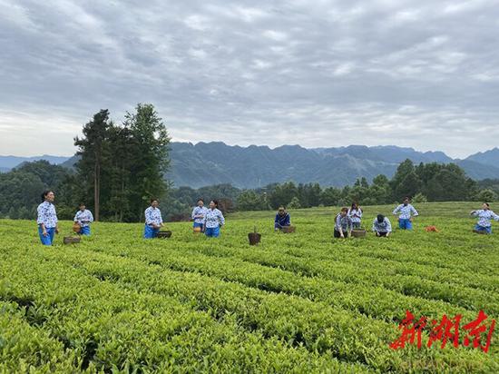 (5月27日,石门县罗坪乡栗子坪村红石林有机茶生产示范基地,农民在采茶。该基地带动了110户农民走向致富路,其中建档立卡贫困户29户、103人。卜云 摄)