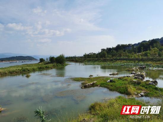 兴宁污水处理厂处理过的尾水入湖之前,要经过人工湿地的二次净化。