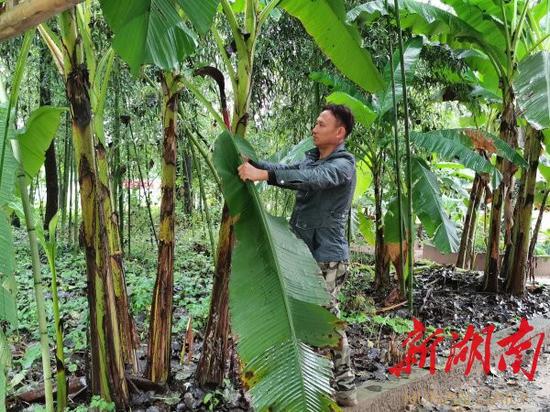 (9月16日,村民彭彪在望母洲景区修剪芭蕉林枝叶。胡盼盼 摄)