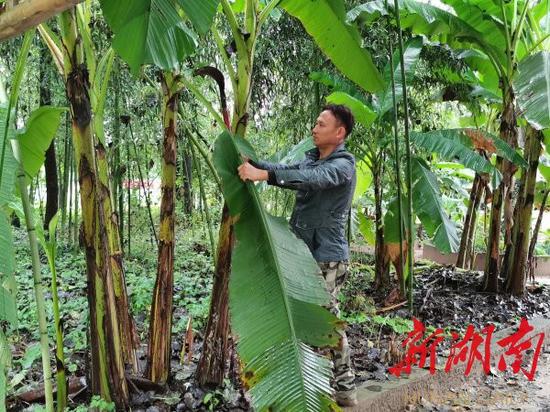 （9月16日，村民彭彪在望母洲景区修剪芭蕉林枝叶。胡盼盼 摄）